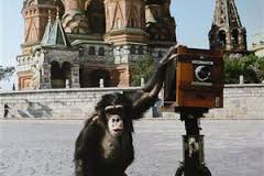 Фотографии, сделанные обезьяной, продали за 77 тысяч долларов