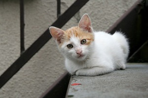 Фотографии кошек агитируют за Собянина